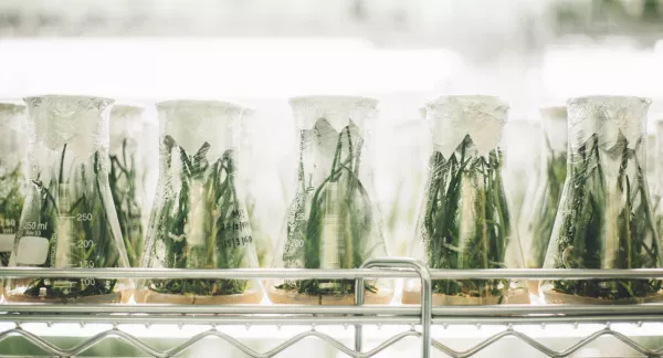 Aquatic plants in a laboratory